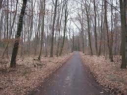 Frankfurter Stadtwald